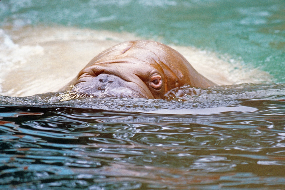 Water looking swimming