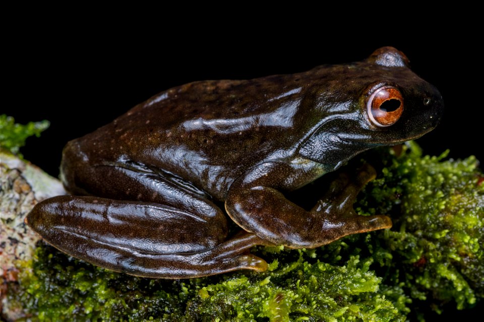 hyloscirtus-palmeri--palmers-treefrog_51536579180_o