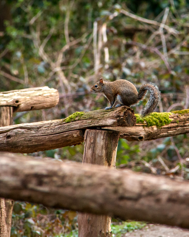 squirrel