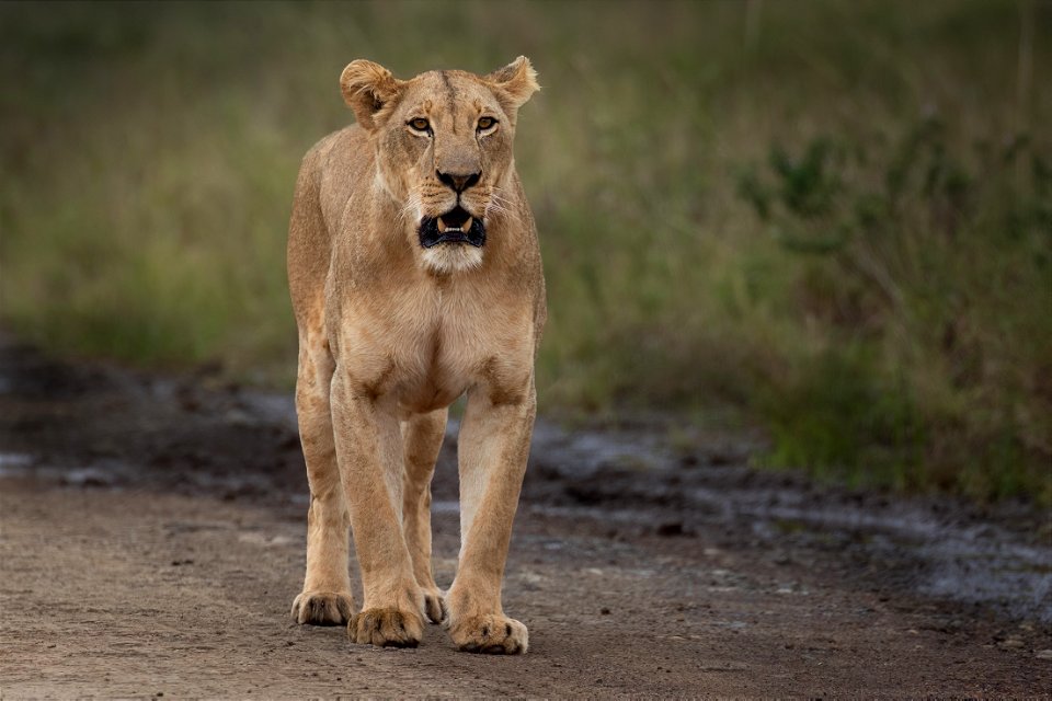 Walking Lioness NNP
