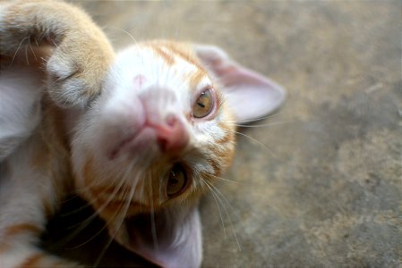 kitten - cat - kitty photo