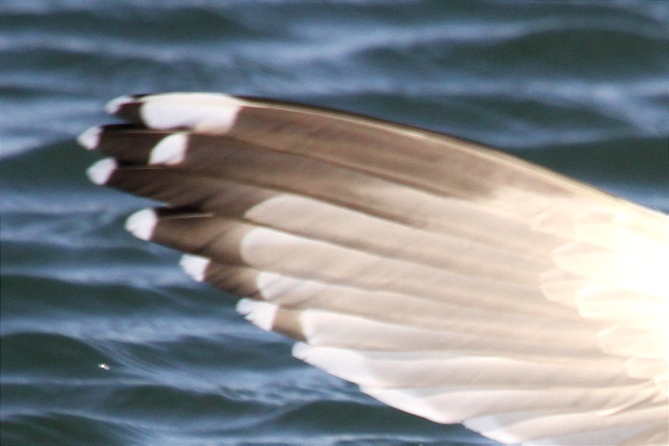 Probable Lesser Black-backed Gull x Herring Gull Hybrid
