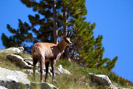 chamois photo