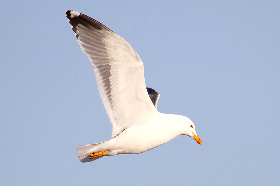 Probable Lesser Black-backed Gull x Herring Gull Hybrid