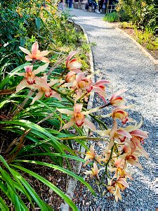 Camino de flores photo