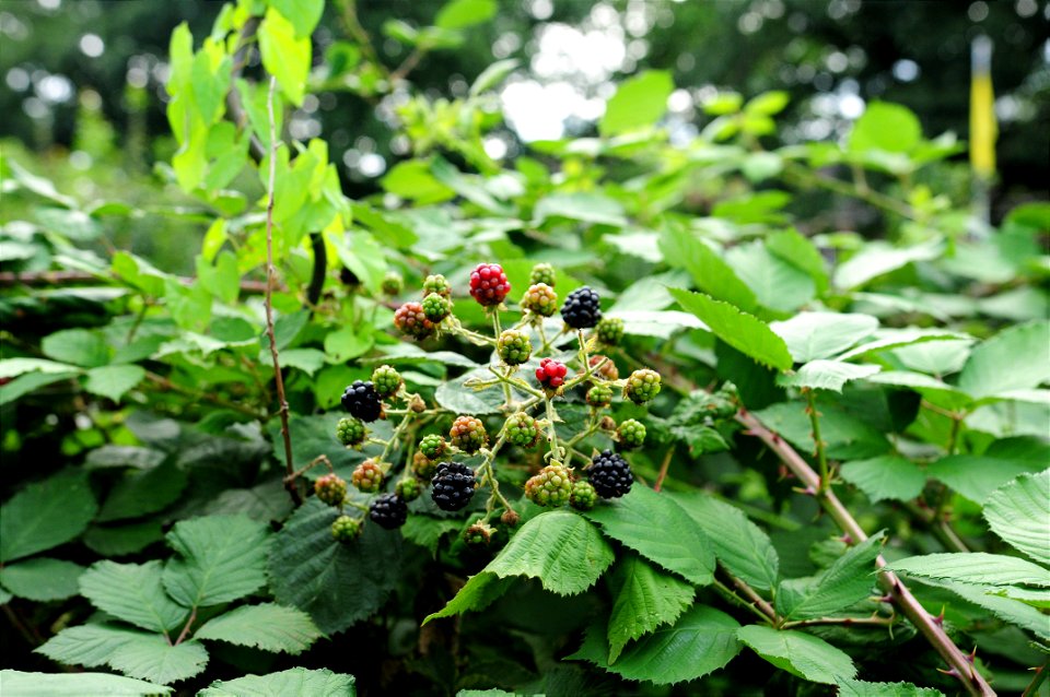 Die wunderbare Brombeere.