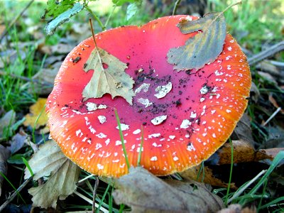 Paddestoel