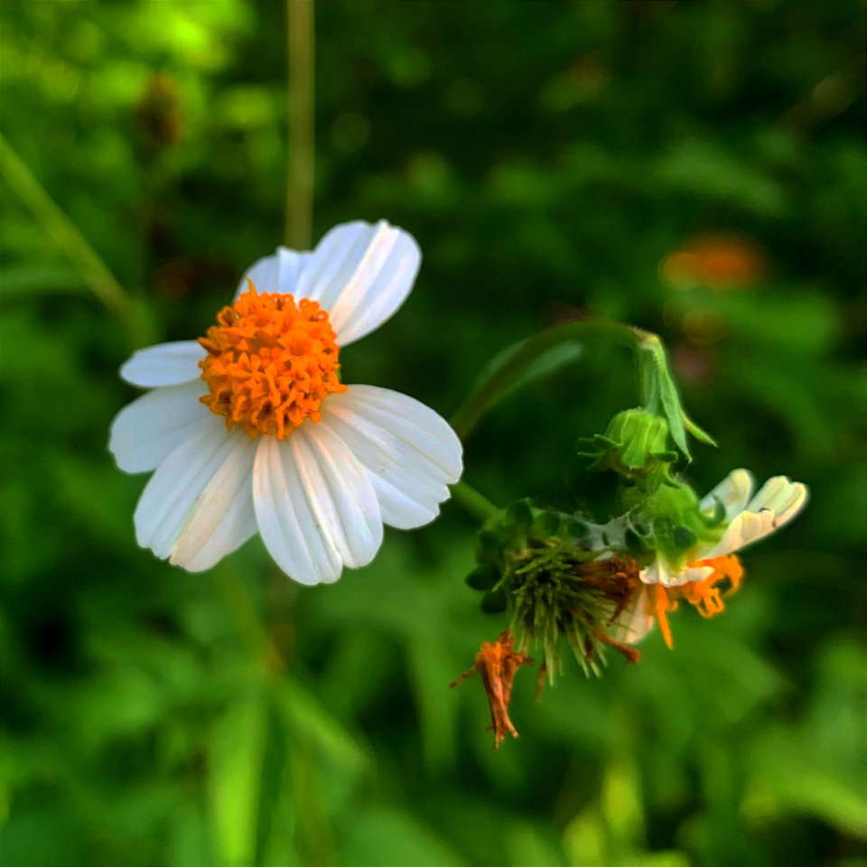 Wild Flowers