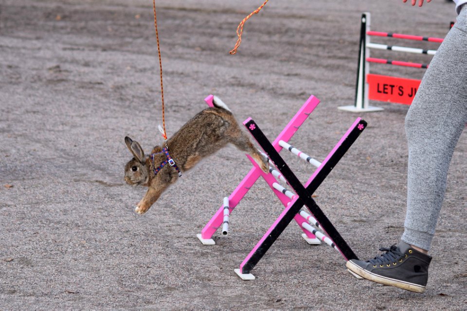 Bunnyjump