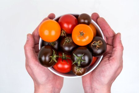GM tomatoes with high levels of health-protective pigments