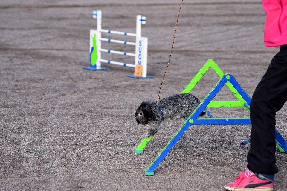 Bunnyjump