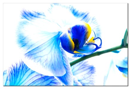 An orchid in high key