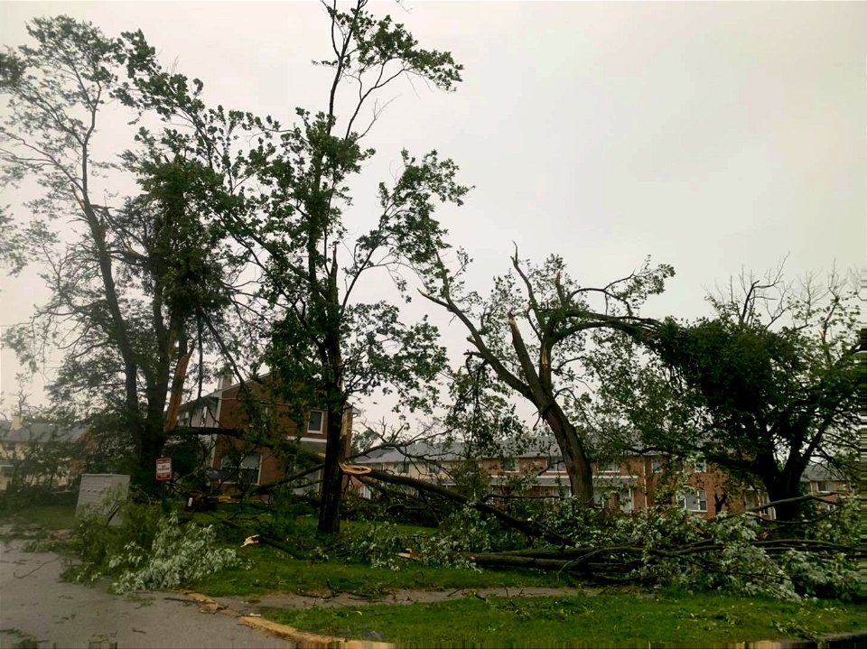 Twisted trees on Hemlock Street. (PHOTO PFPD)