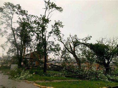 Twisted trees on Hemlock Street. (PHOTO PFPD)