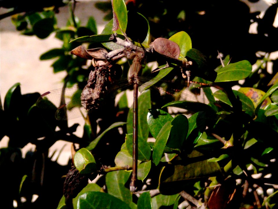 Dragonfly