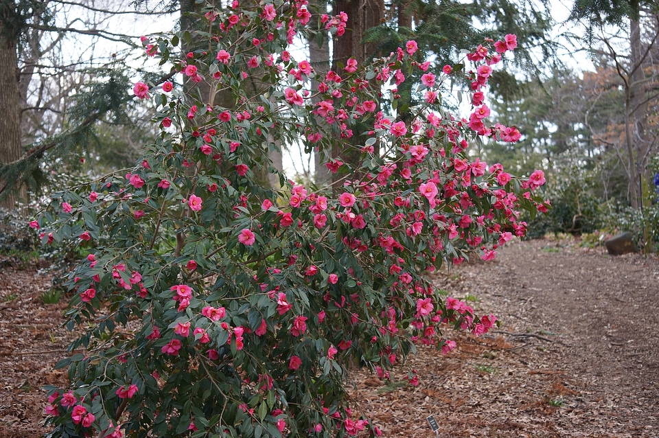 Tree and Flower - National Arboretum