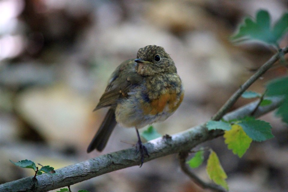 Erithacus rubecula,jove