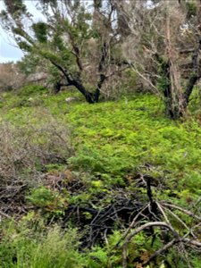 Regrowth of burnt Country