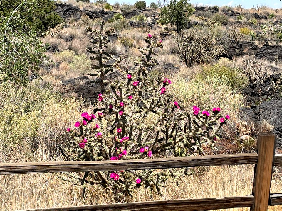 Cholla cactus blooming at the Valley of Fires Recreation Area photo
