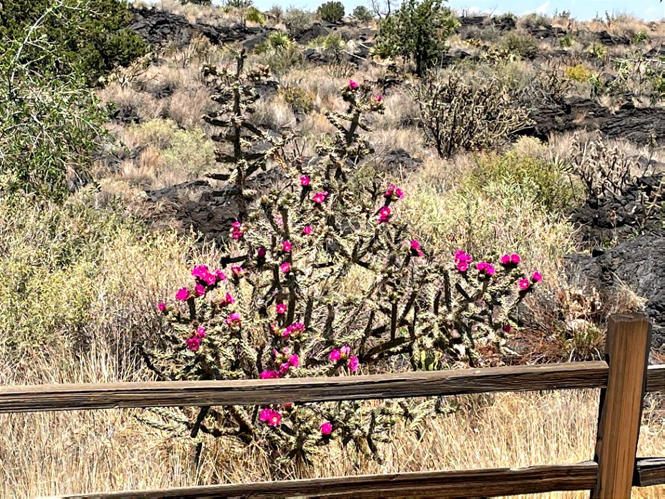 Cholla cactus blooming at the Valley of Fires Recreation Area