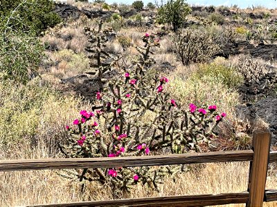 Cholla cactus blooming at the Valley of Fires Recreation Area photo