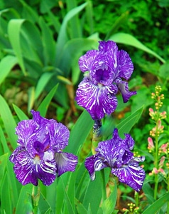 Flower violet plant