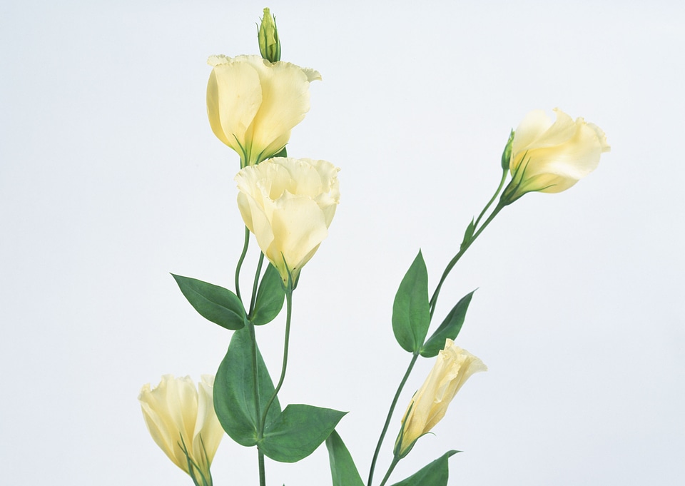 Natural tint yellow flower