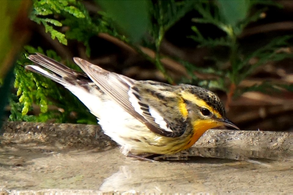 Blackburnian Warbler | Female