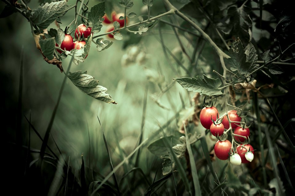 Cherry tomatoes