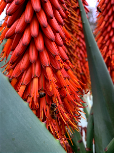 Aloe ferox photo