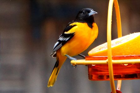 Baltimore Oriole | Male