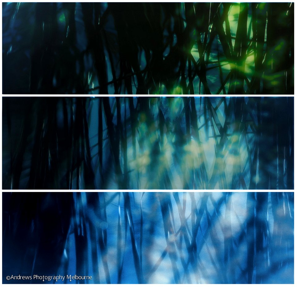 Bamboo Aquatic Plants Shadow