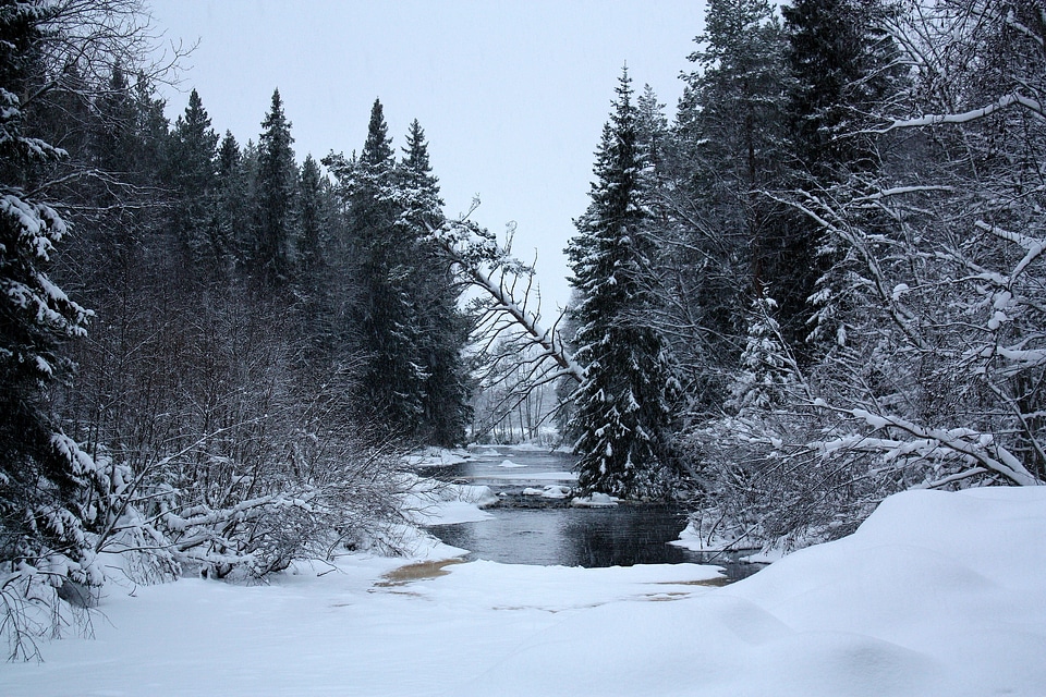 morning in a forest with snow in winter