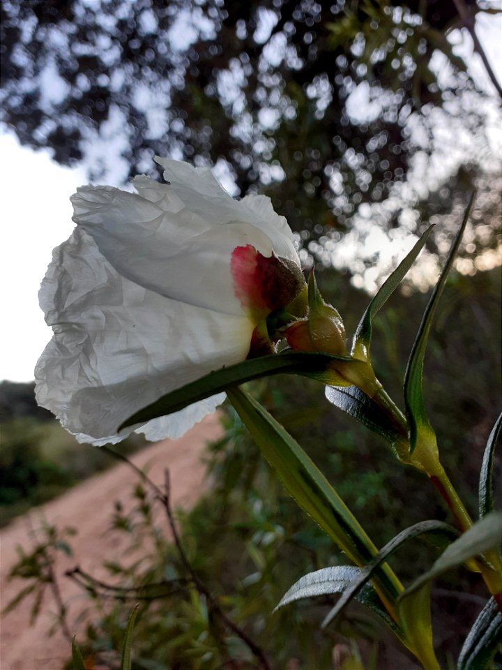 Envés de una flor