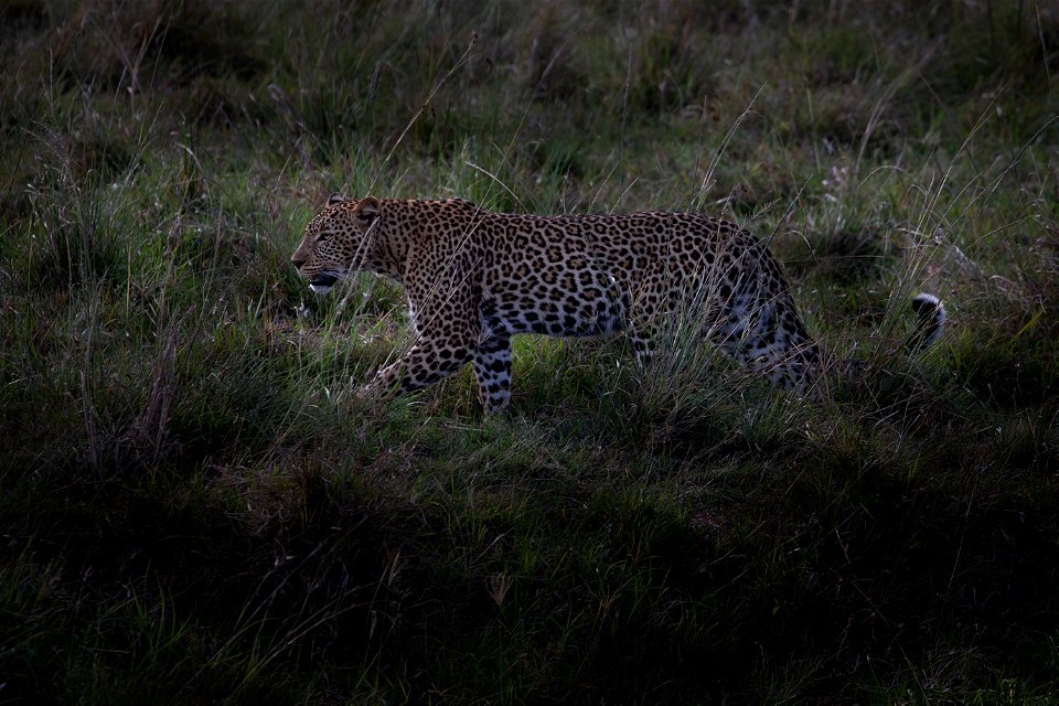 Leopard Mara