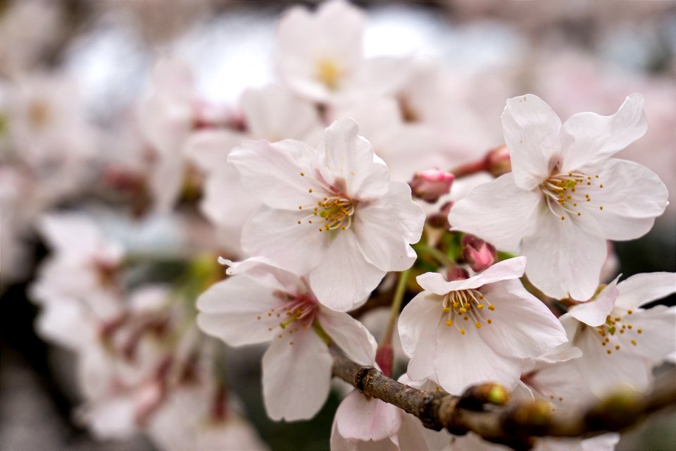 sakura