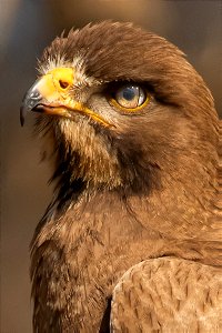 WHITE EYED BUZZARD