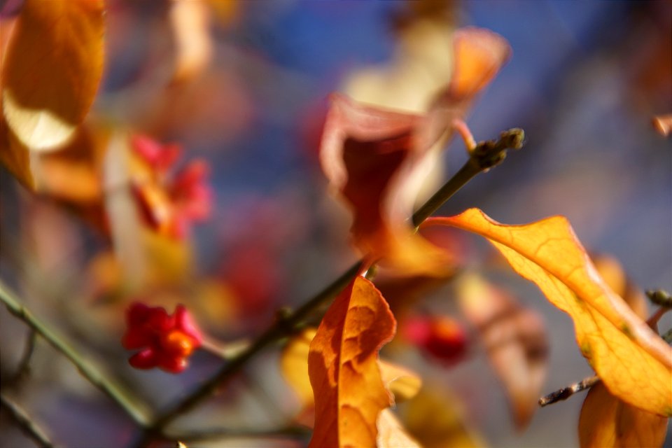 Rascafria color en Otoño