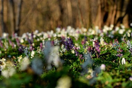 Corydalis cava photo