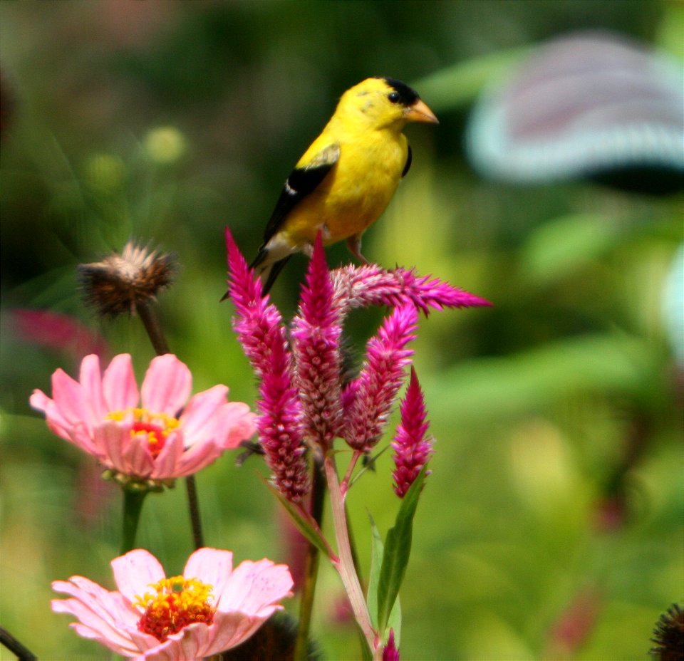 American Goldfinch (Carduelis tristis) male