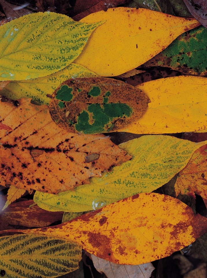 Colorful autumn leaves