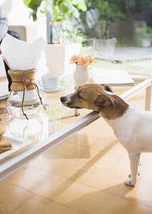 Dog in living room