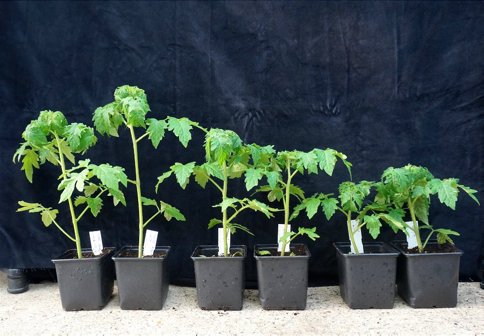 Gene-edited dwarf tomatoes