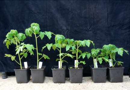 Gene-edited dwarf tomatoes