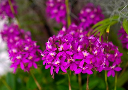 Orchid Exhibit photo