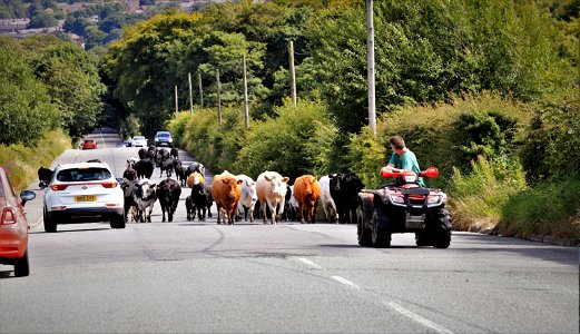 Henry Lisowski - Moving Cattle up Smithill's Dean Road