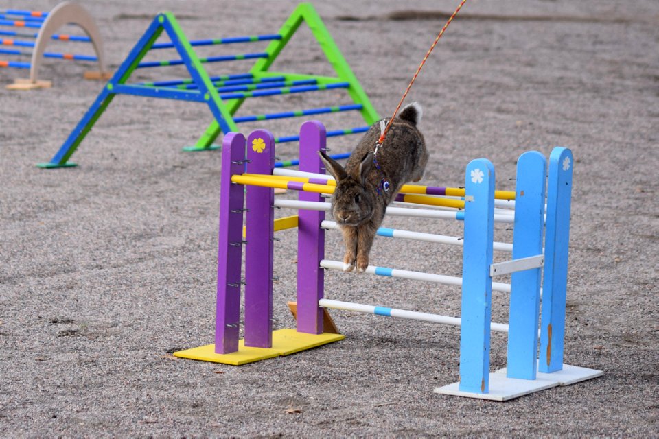 Bunnyjump