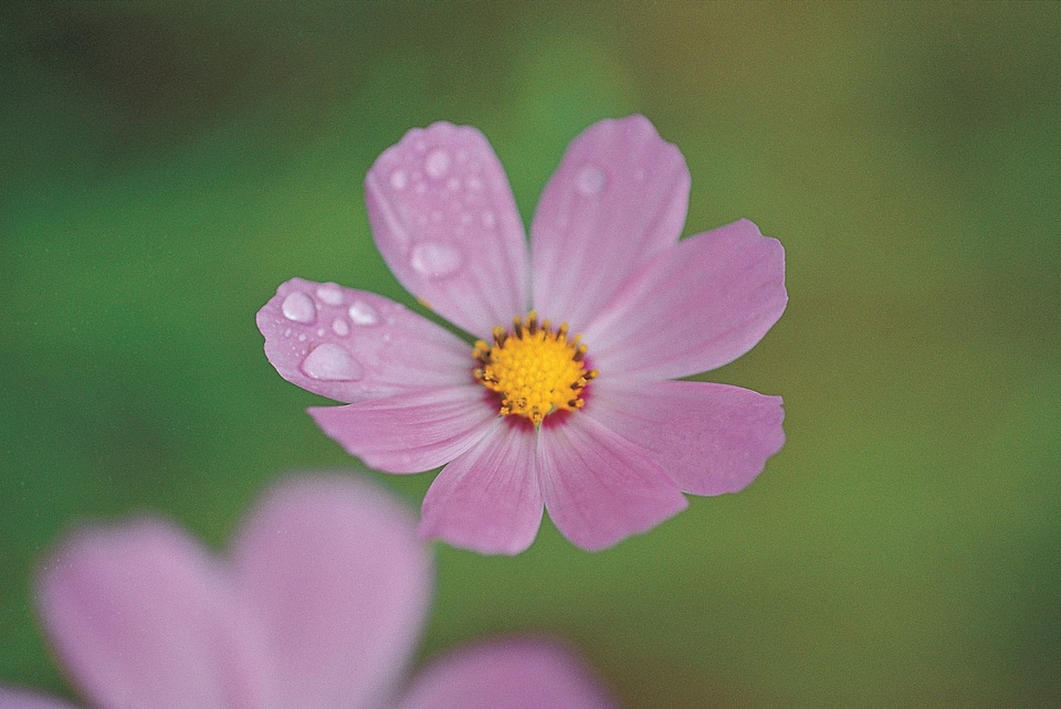 cosmos bloom beautifully to the morning light