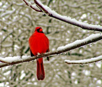 Snow and Ice