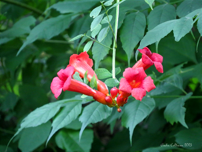 Trumpet Vine